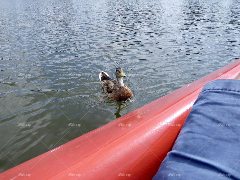 curious duck