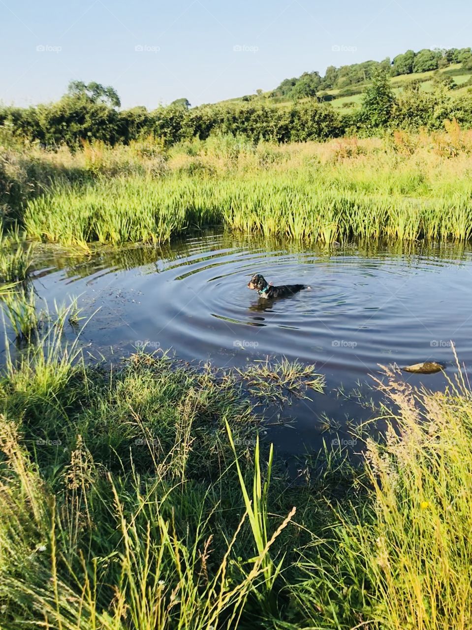 Dog enjoying a cooling dip in a pond 