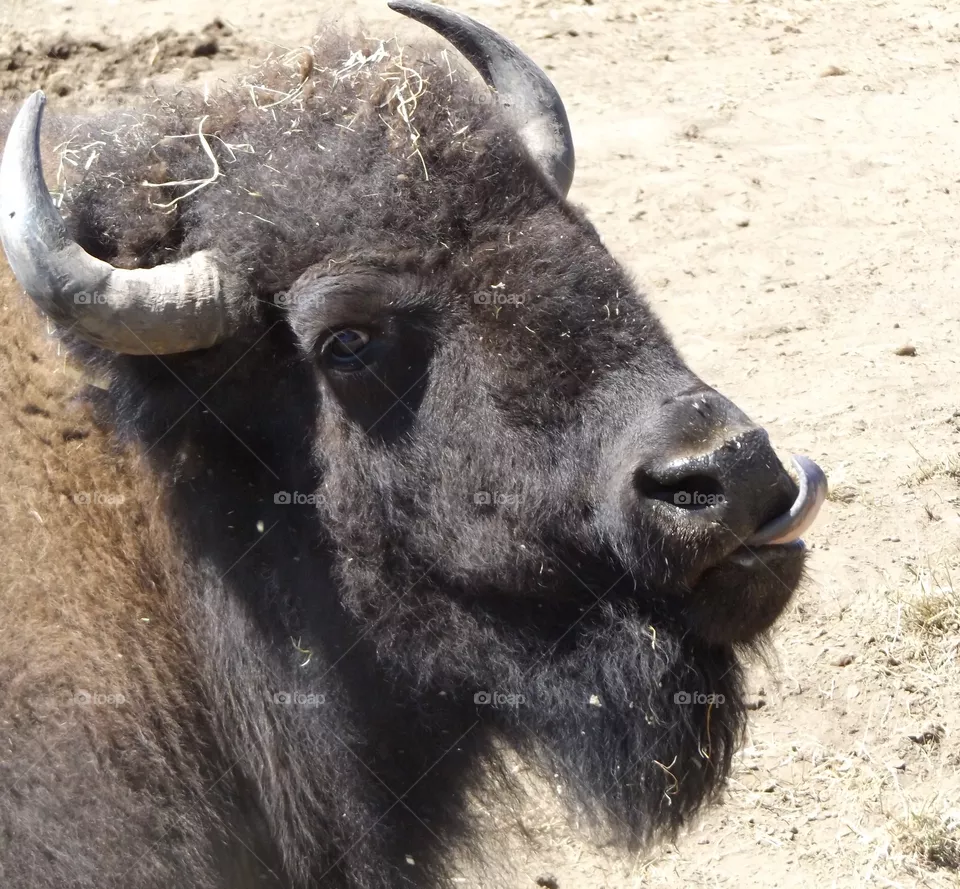 Bison 