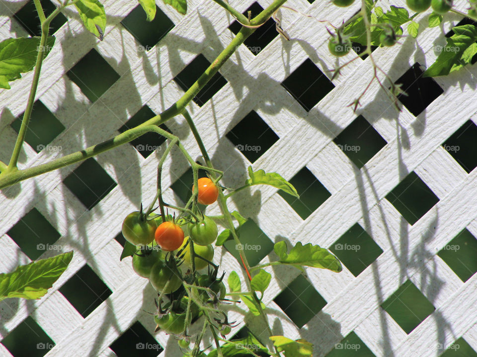 Closeup of my ripening cherry tomato plant in the late afternoon summer sun producing shadows on the white lattice on my deck garden boxes.