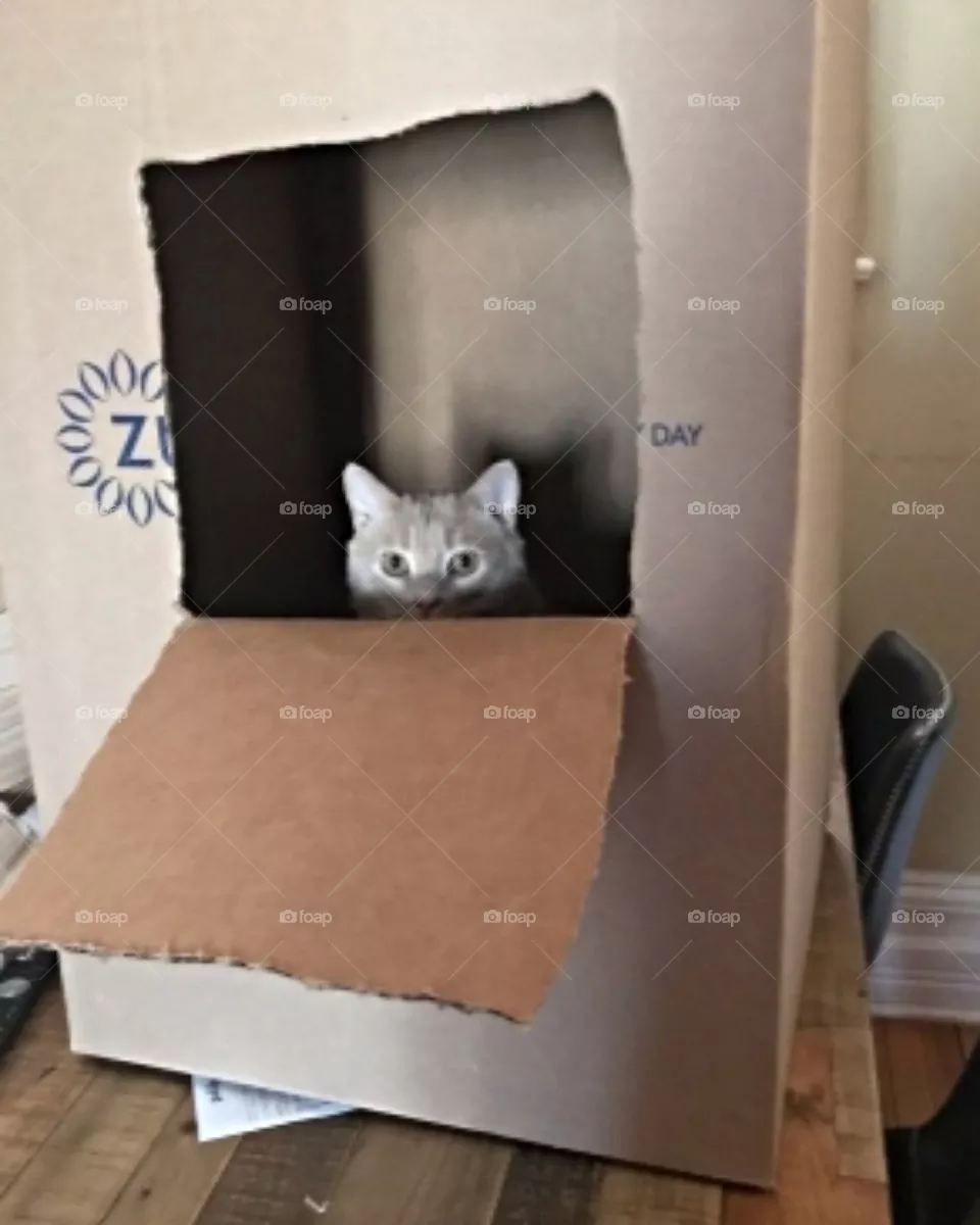 Peek a boo !