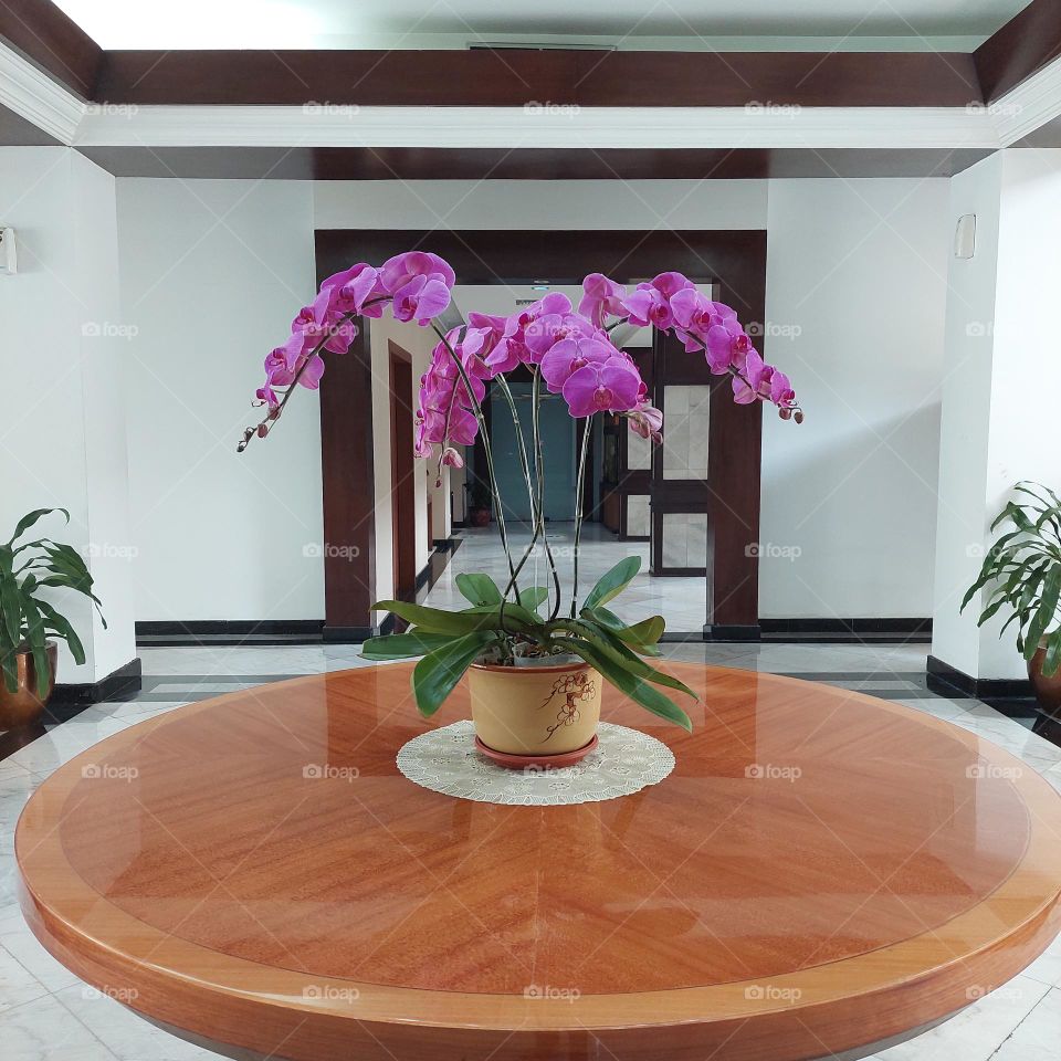 Orchid flowers in pots can beautify the appearance of offices, hotels, lobbies