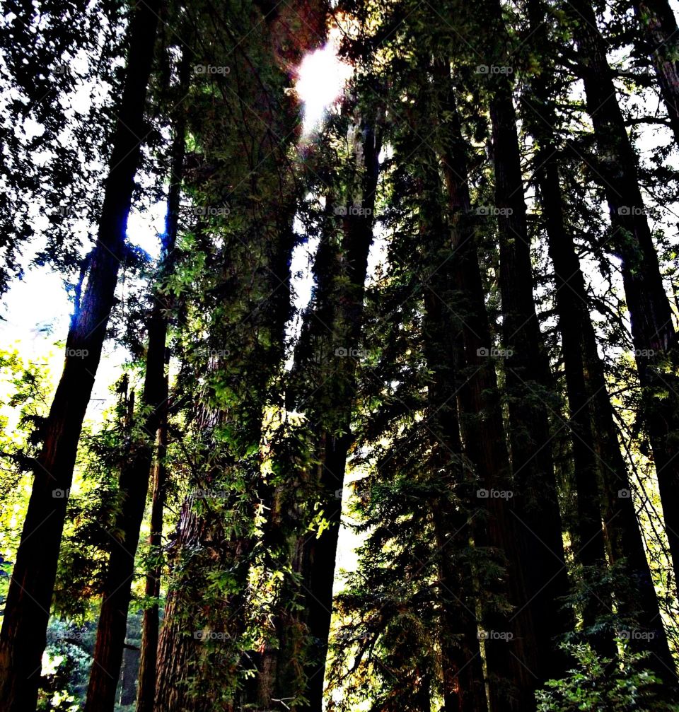 Muir Woods 