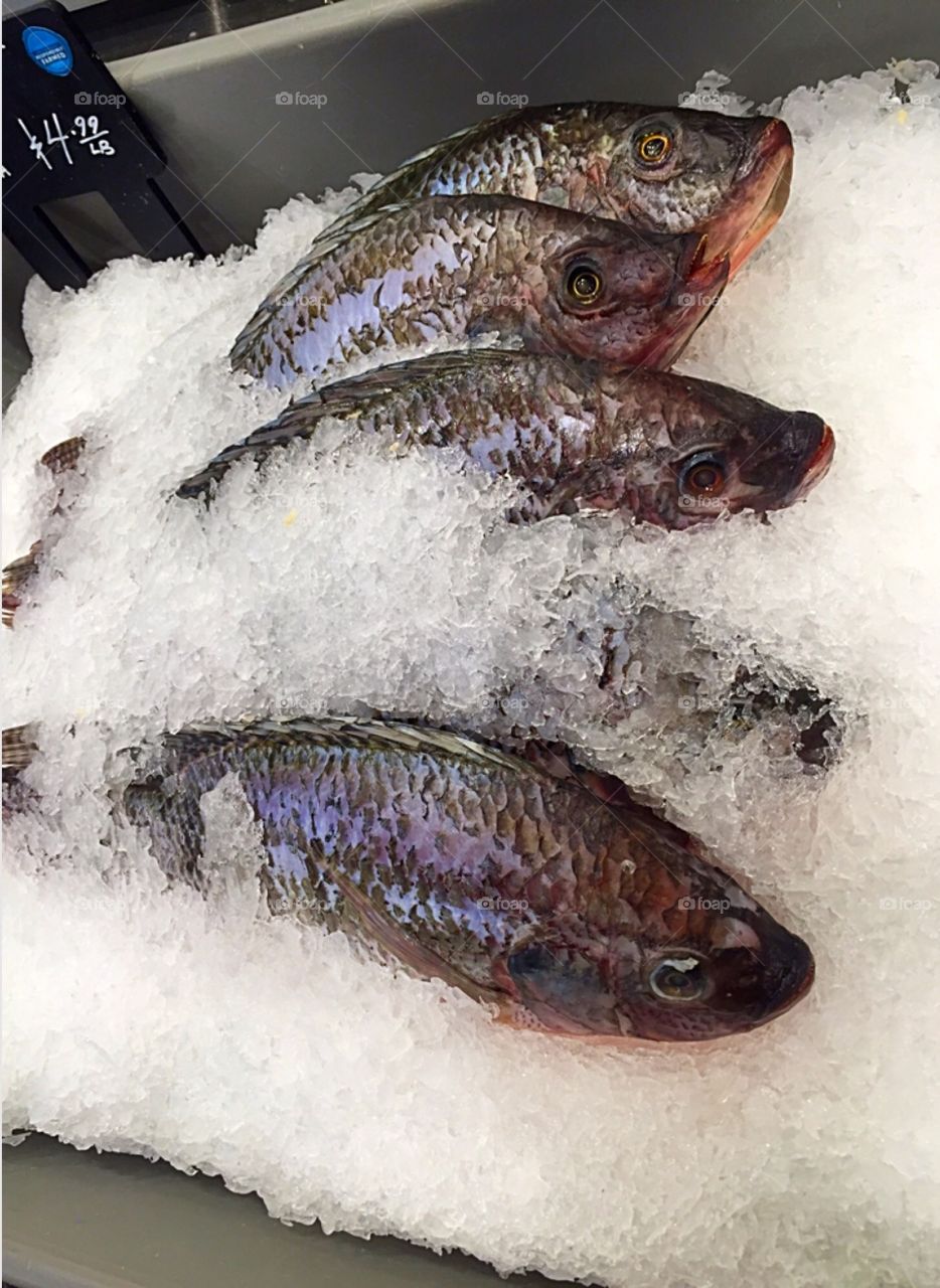Fish Market ll 