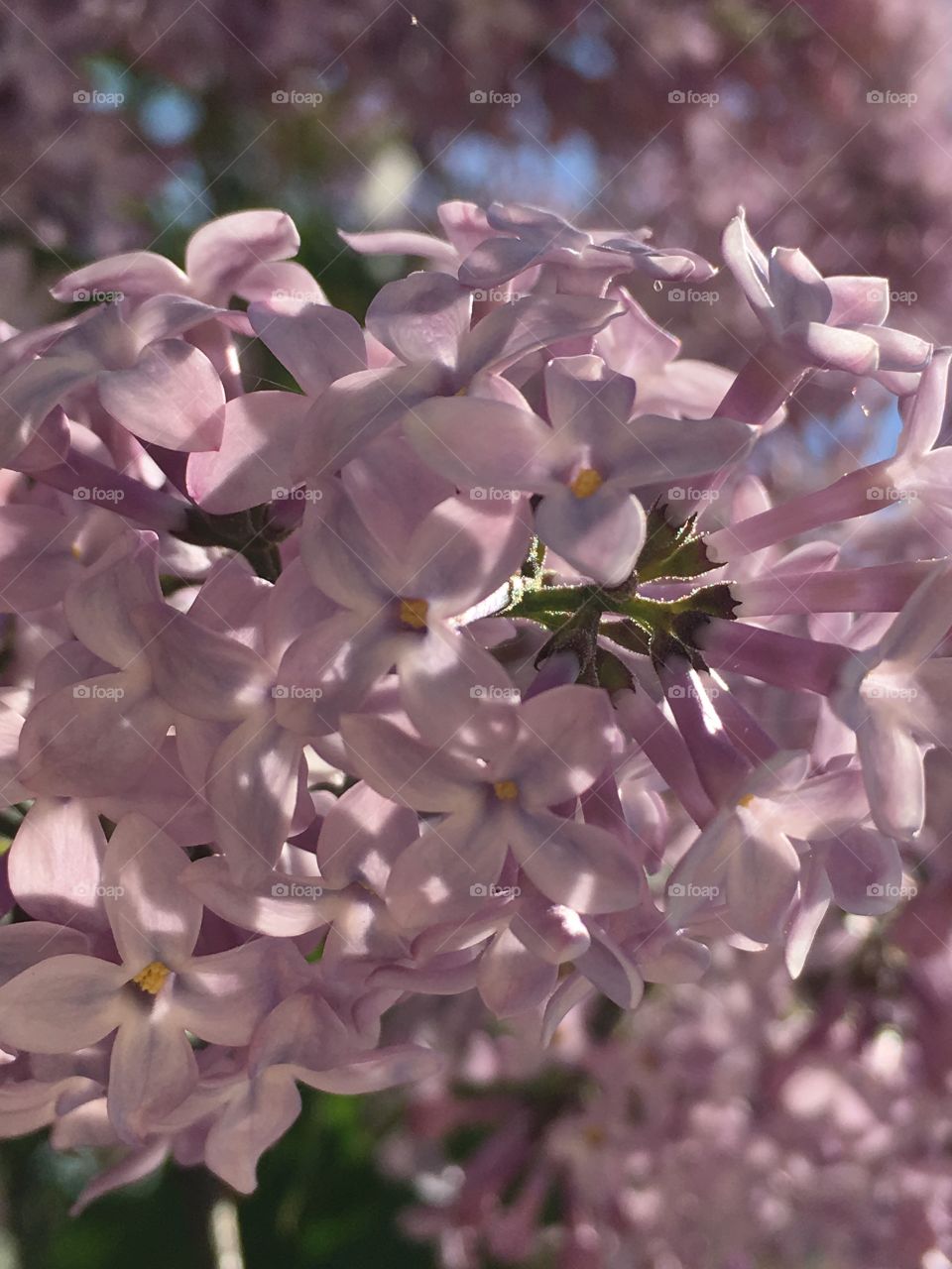 Tree blooming lilacs 