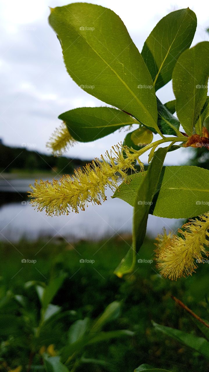 the tree on the beach