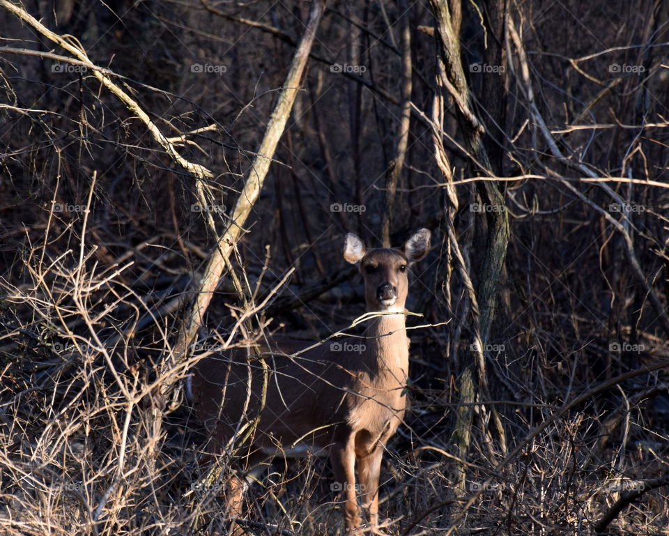 Deer in the morning light