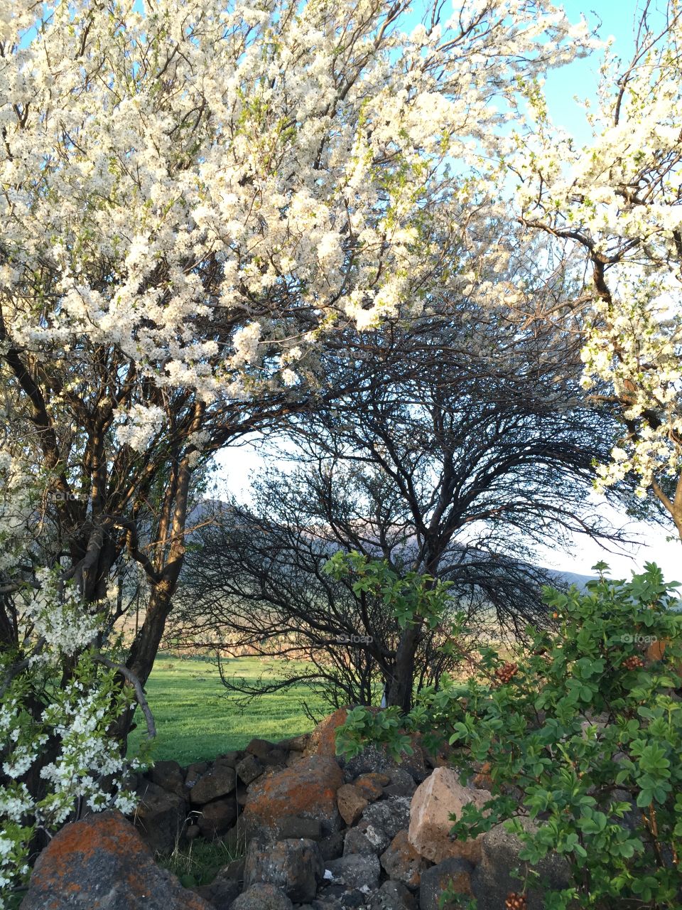 Apricots in bloom 