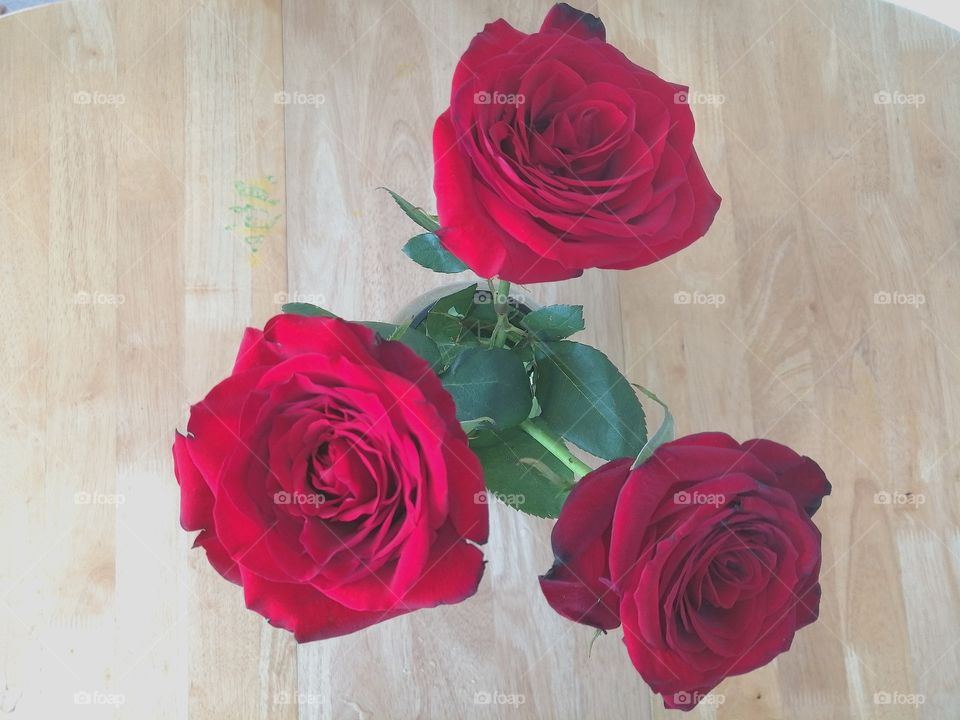 Red Roses, flowers, love