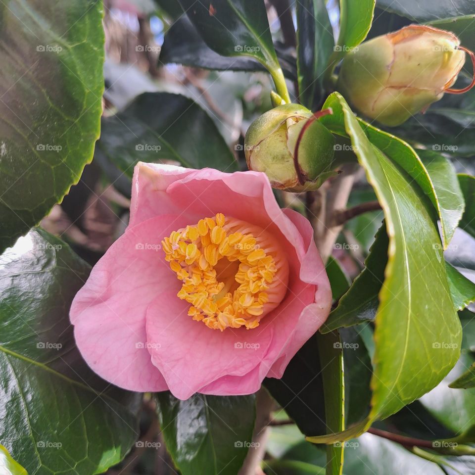 Close up of a pink semi blooming camillia flower with yellow centre amongst green fiage and flower buds