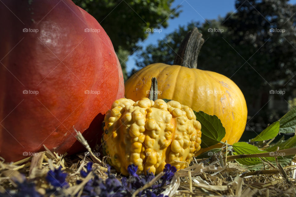 Low angle view of orange and yellow pumpkins and gourds on a stack of hay on a beautiful fall day with blue sky conceptual fall harvest cooking ingredient or Thanksgiving or Halloween décoration photography 