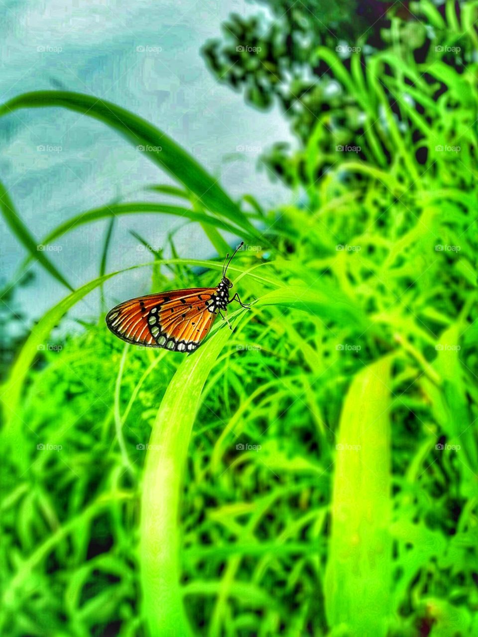 butterfly in orenge