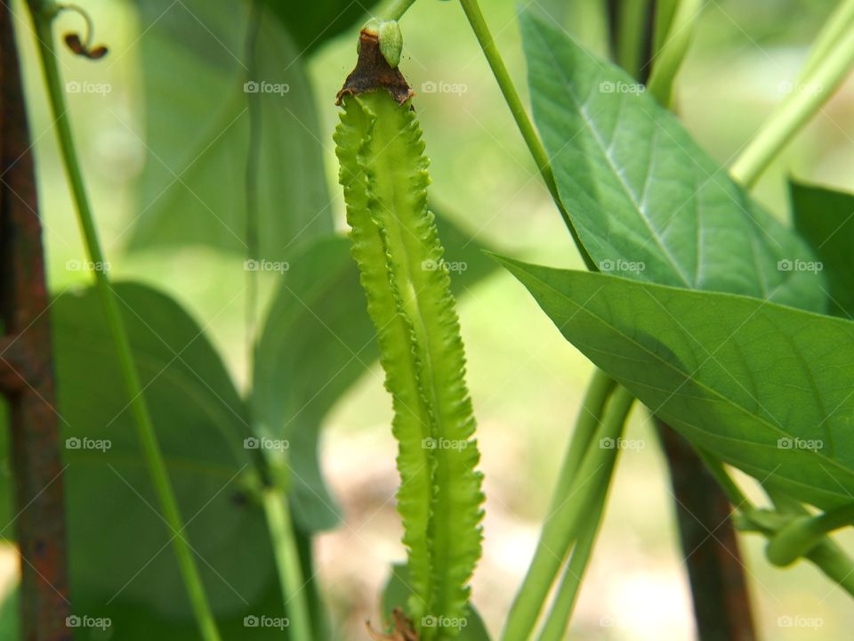 Winged bean on tree