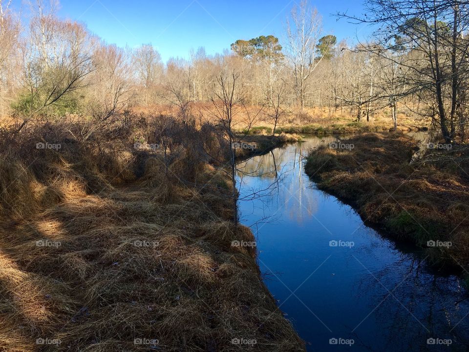 Stream within the glade