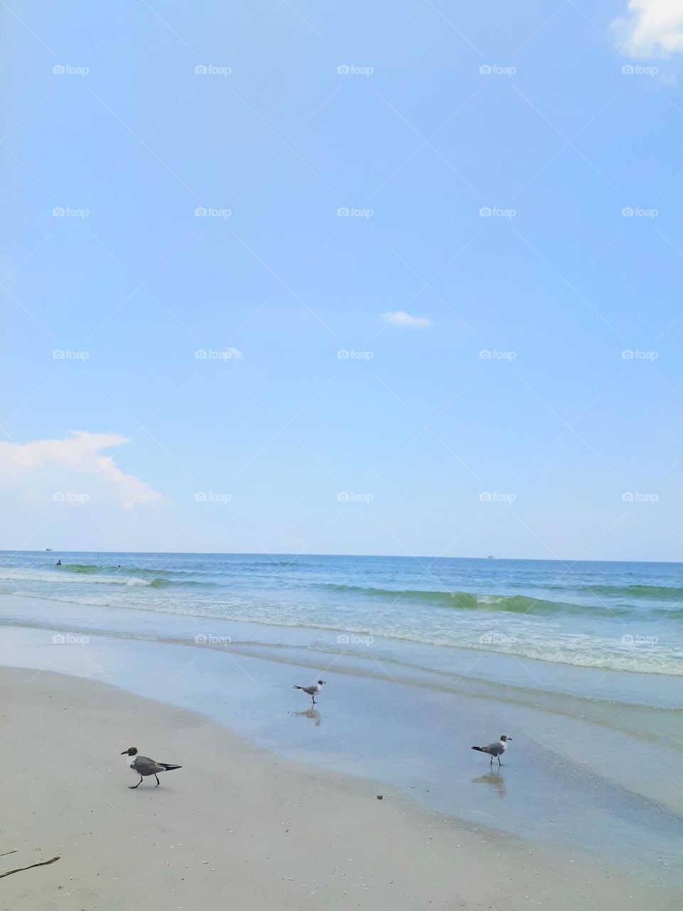 Three small birds are walking at the edge of Ponce Inlet Beach where the sand and the waves meet. The waves are rolling in, and there is a blue sky.