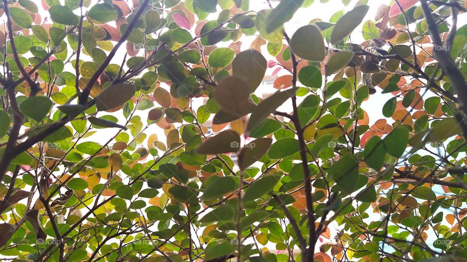 Under the tree branch