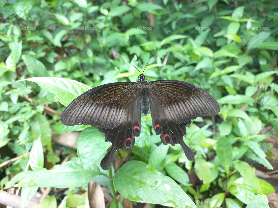 Papilio helenus is a butterfly from the Papilionidae family. It has broad wings and tends to have a dark metallic color that changes color when exposed to sunlight.