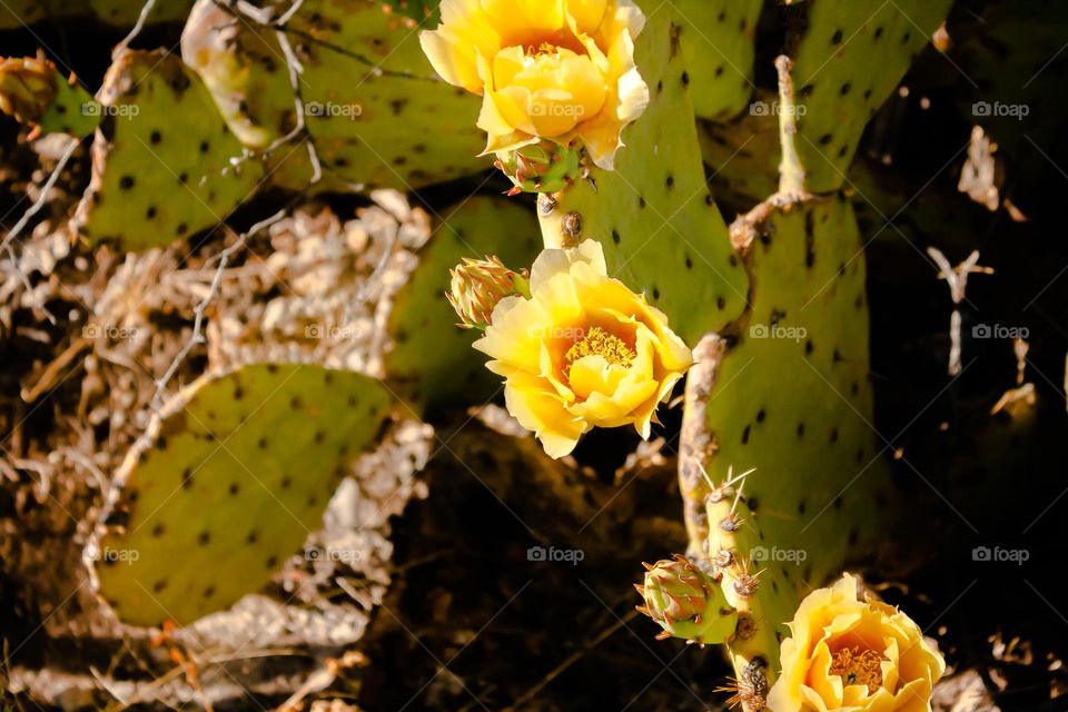 cactus flower