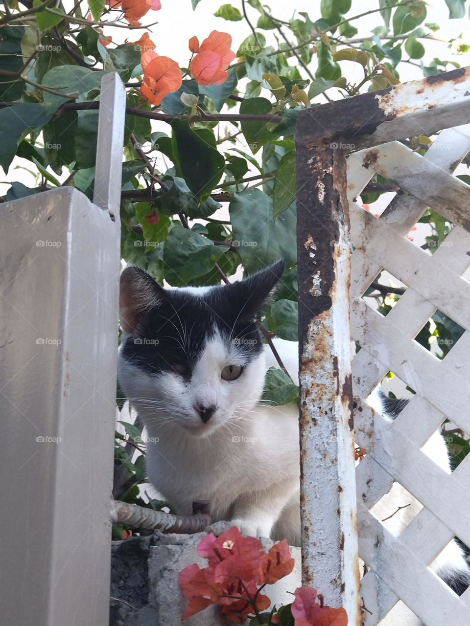 Cat on the wall of house