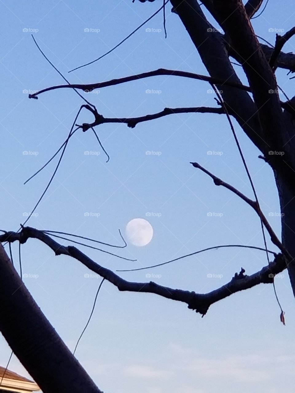 moon thru barren tree