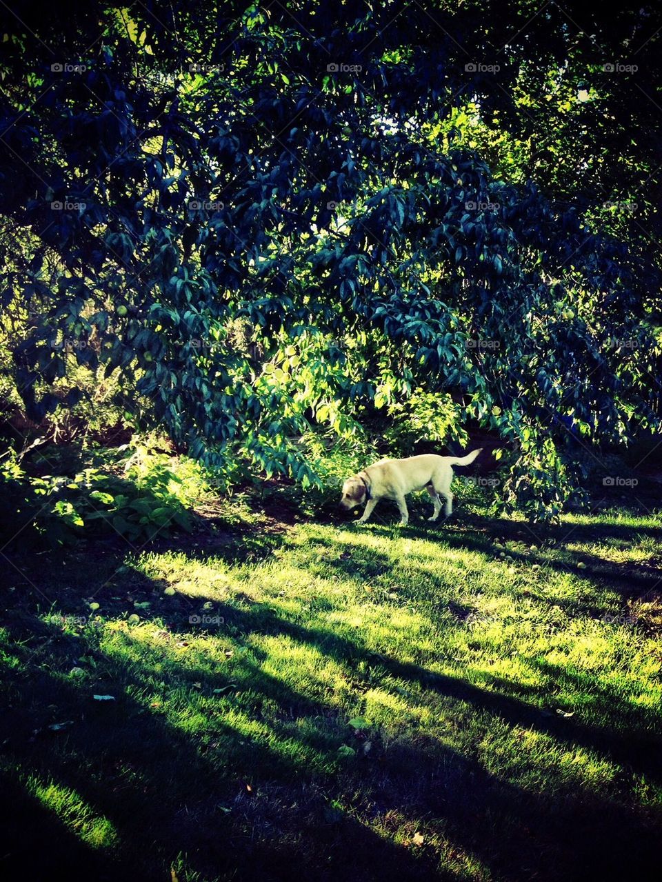 green yellow grass summer by jmh