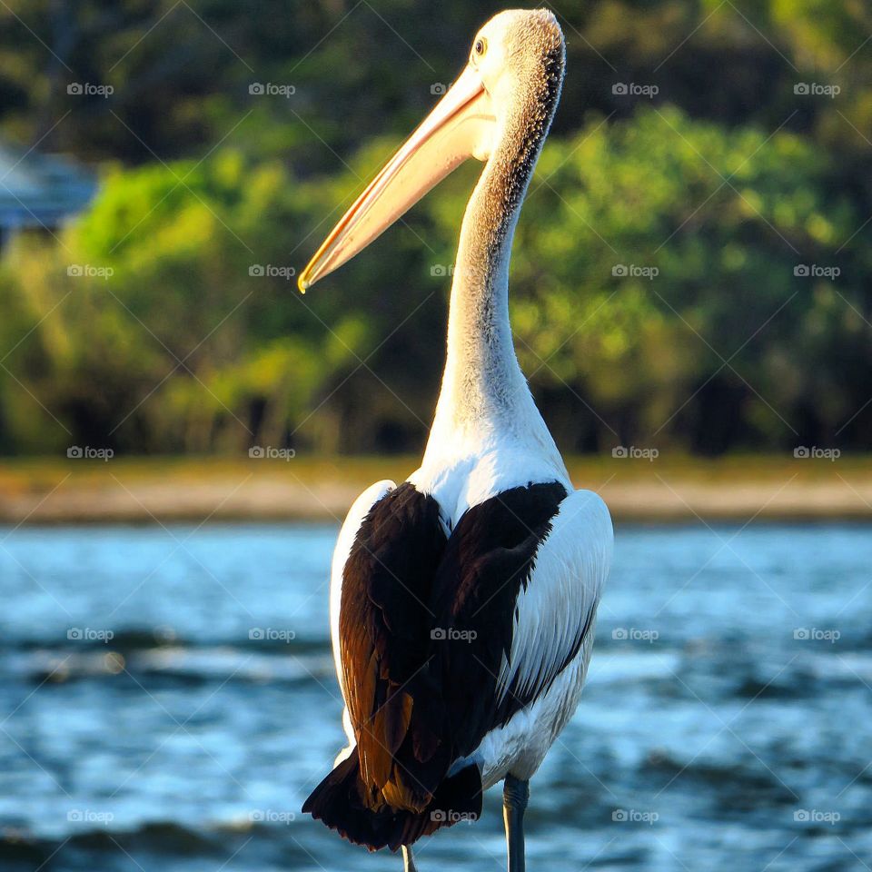 Pelican watching