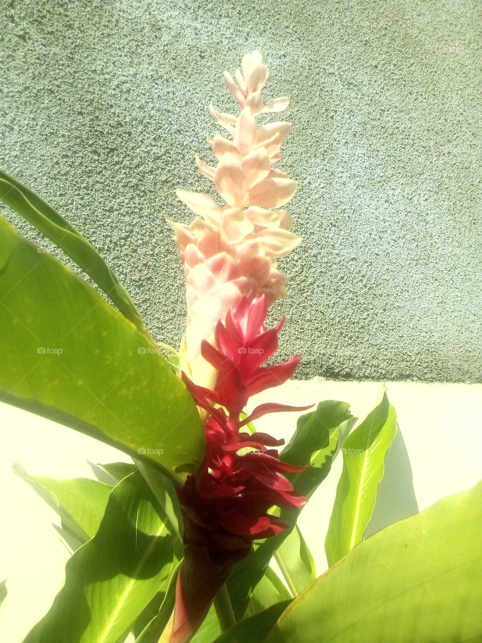 this beautiful picture of the greatest flowers you can see it has two different colors so ever cute.