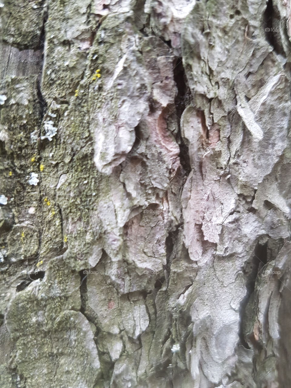 кора старого дерева