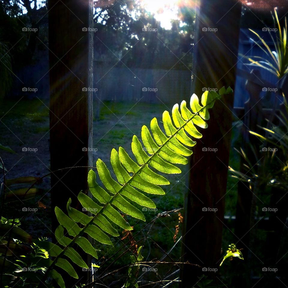 Fern Leaf In Morning Sun