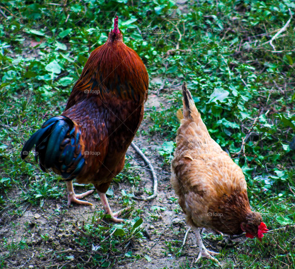 Rooster and hen