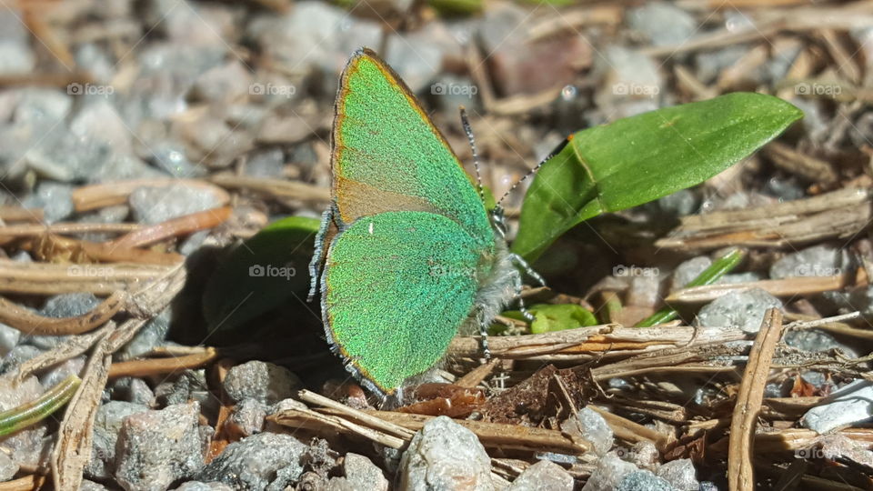 Green butterfly