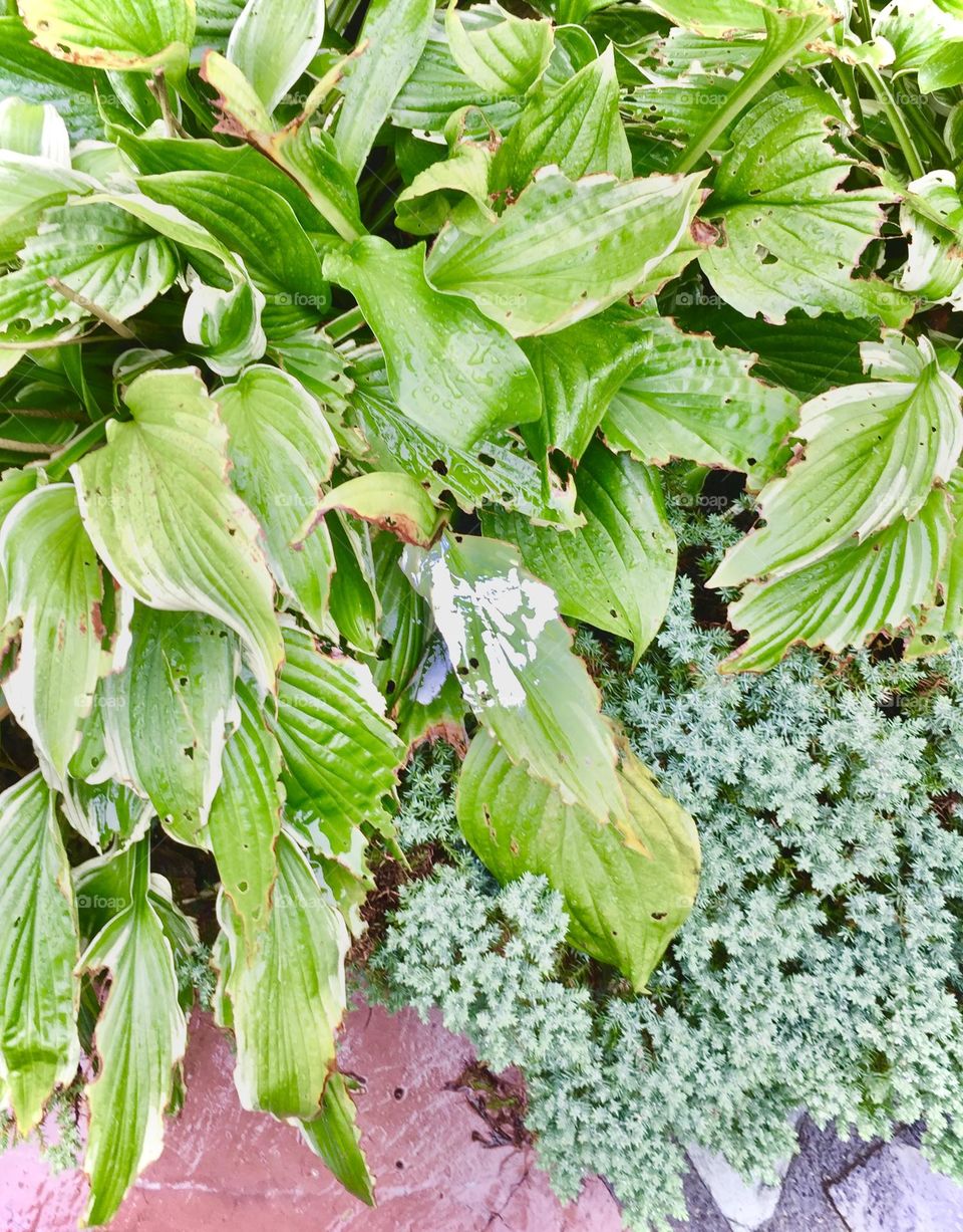 a plant leaf with white paint stains