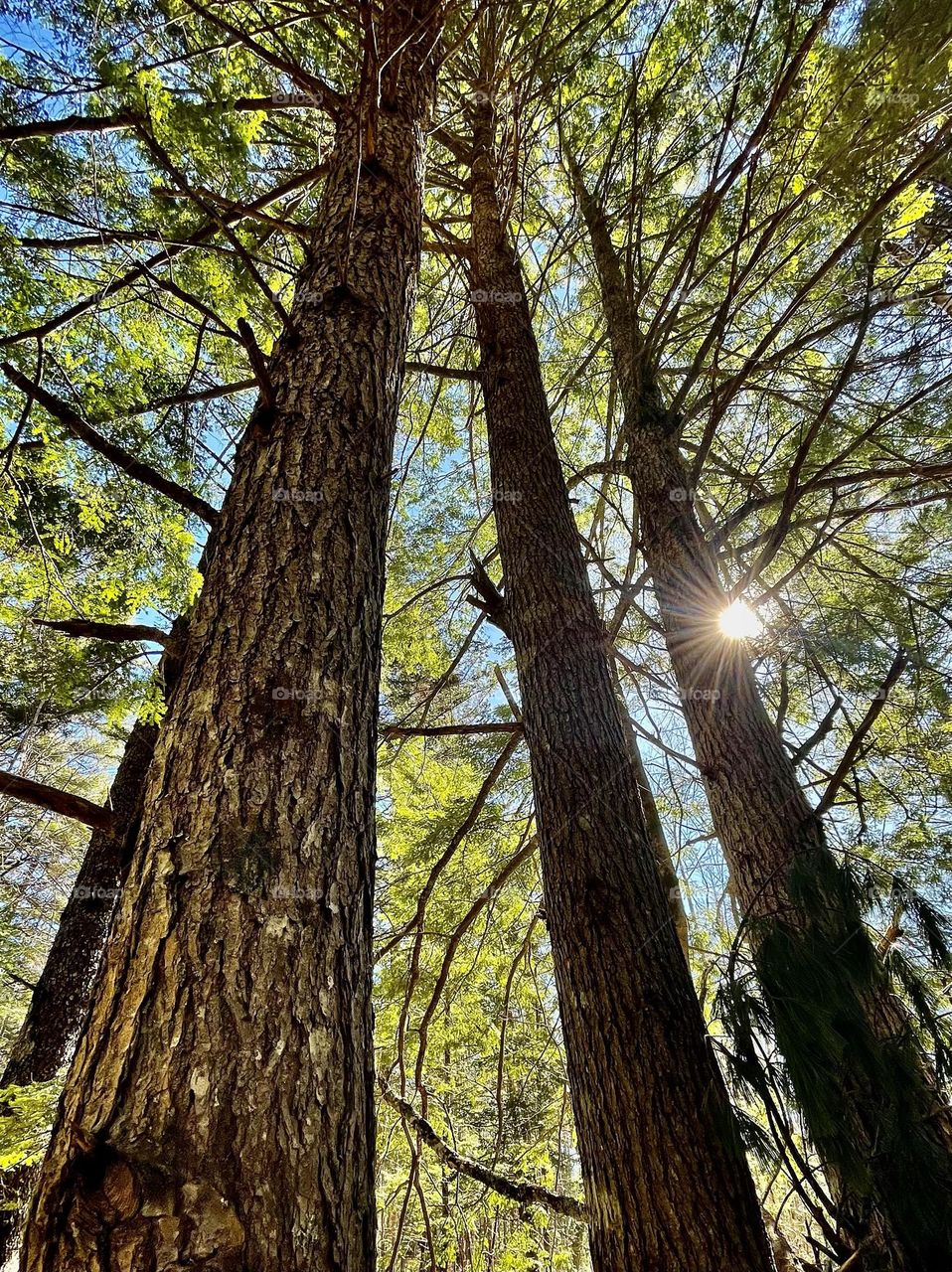 The Eastern White Pine, valued for its tall, straight trunks has been used as ship masts since the 1600s. It is the official State tree of Maine and a proud symbol of Maine heritage.