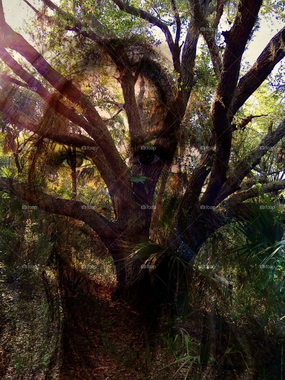 Woman’s eyes in the tree limbs.