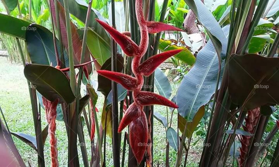 exotic plant