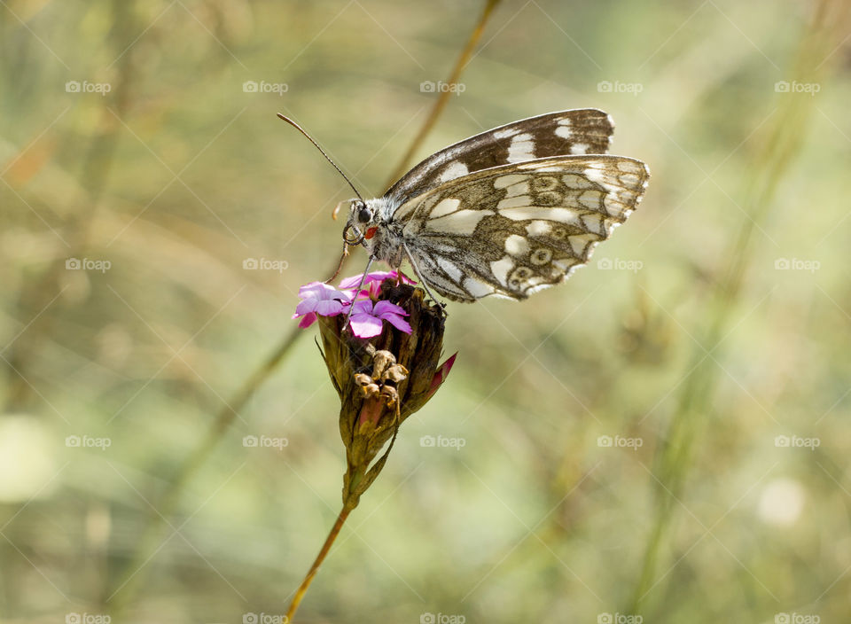 Butterfly on flower in the garden, close up