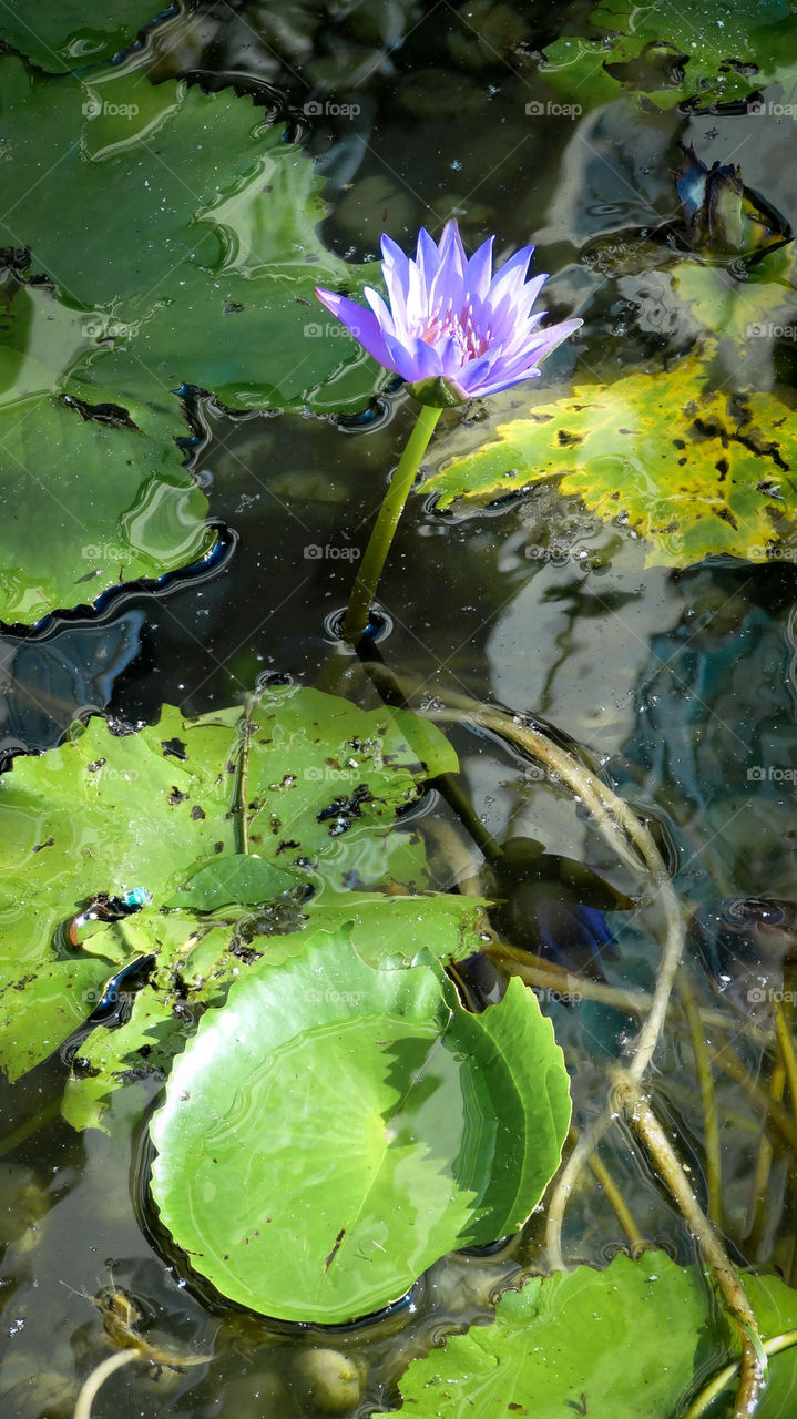 One more water lily