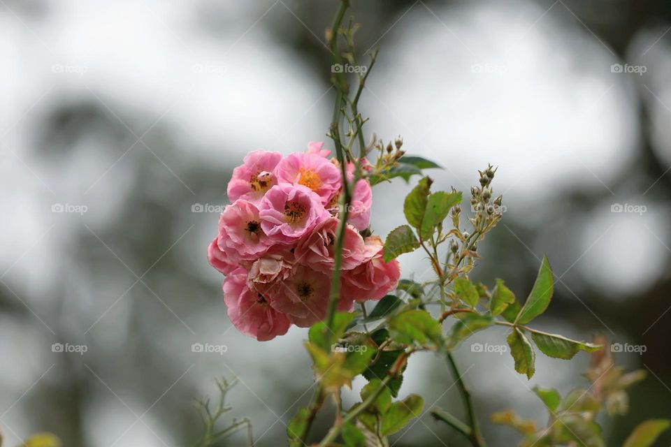 beautiful tiny pink Roses