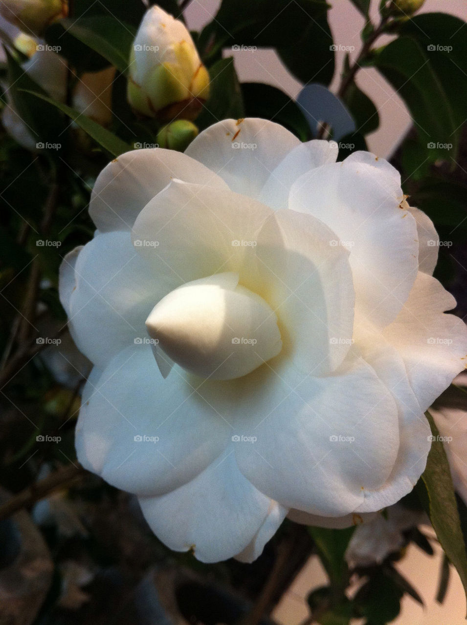 Camellia japonica