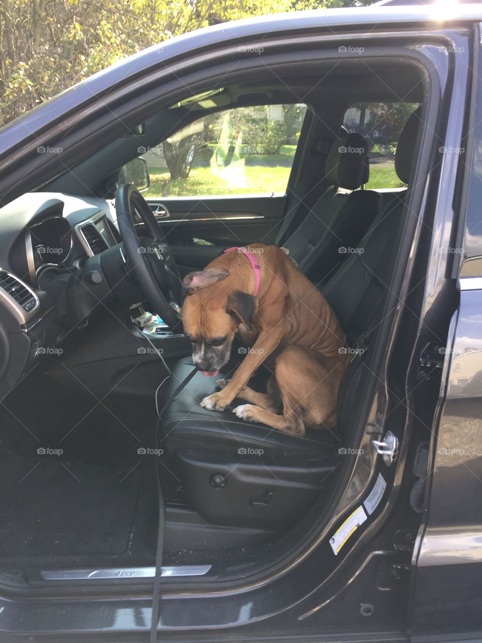 Dog relaxing in car