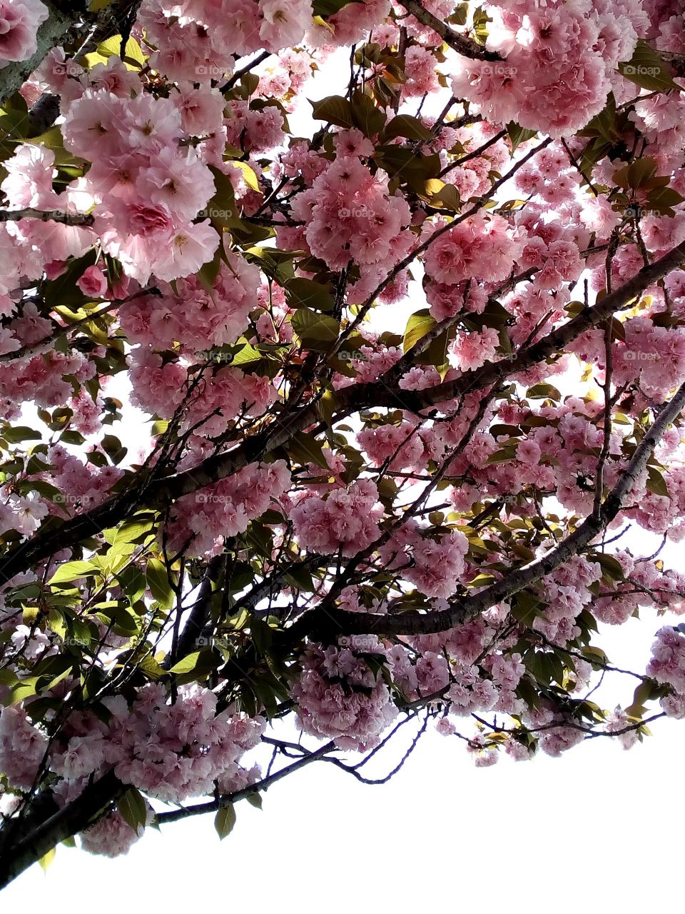 Cherry blossoms in Japan, yaezakura variety.