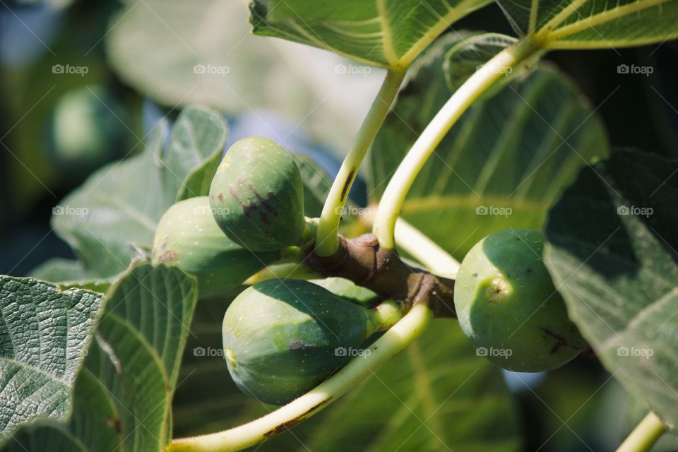 Grandma’s fig tree in the garden 