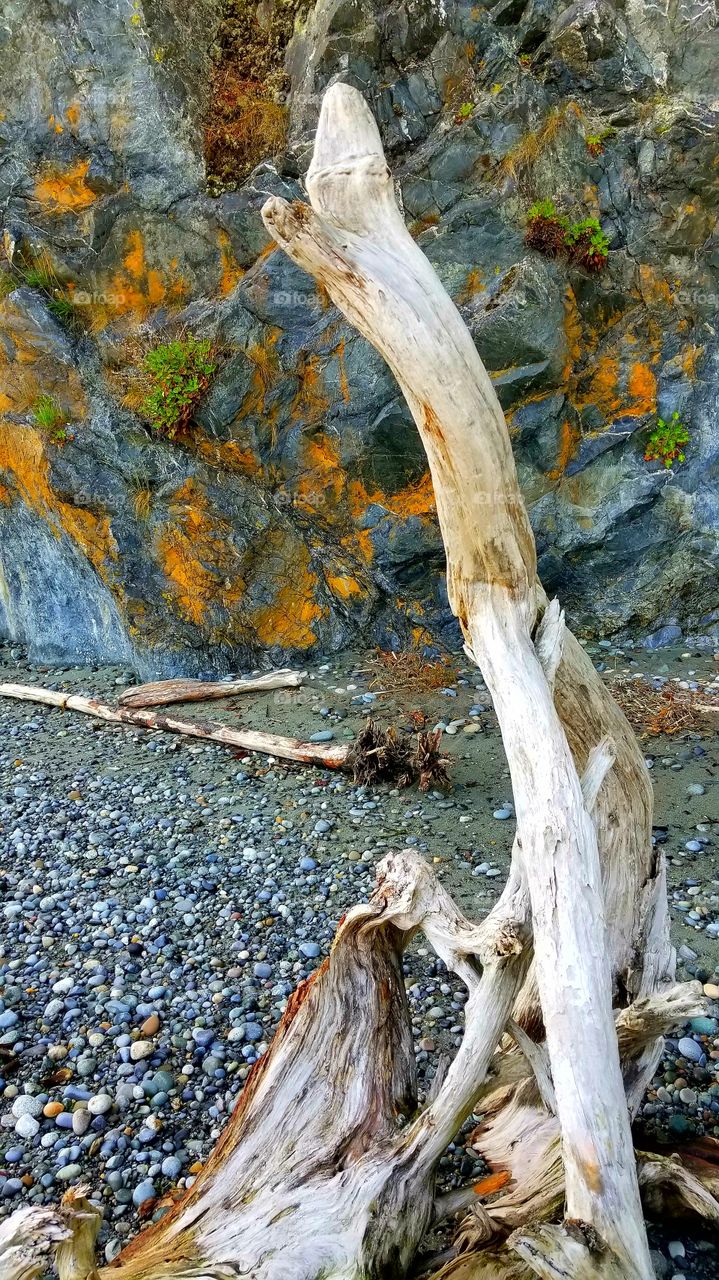 Driftwood Art