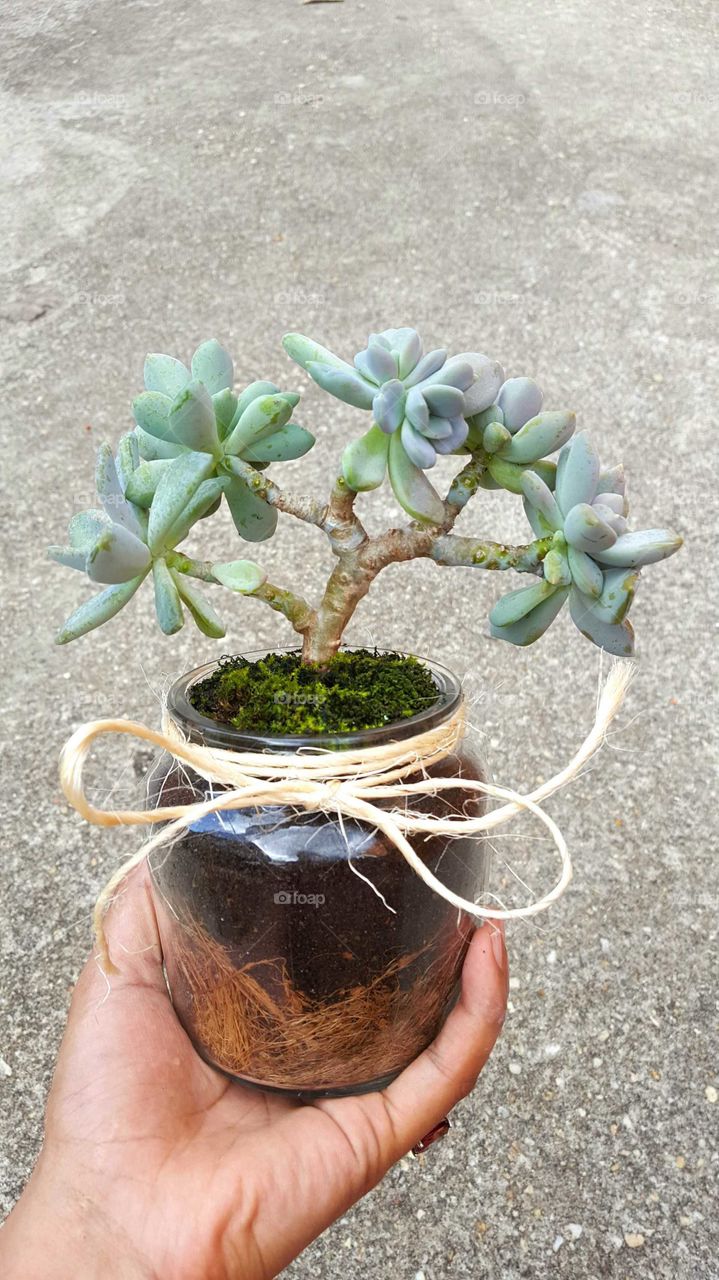 bonsai succulents in a jar