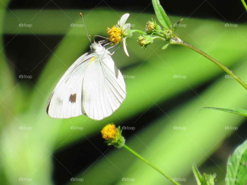 White butterfly season