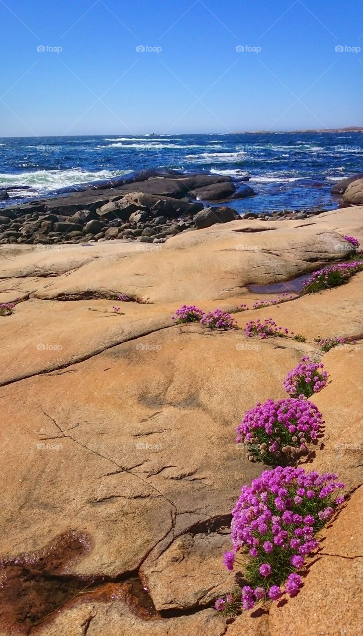 beautiful flowers on a beautiful place