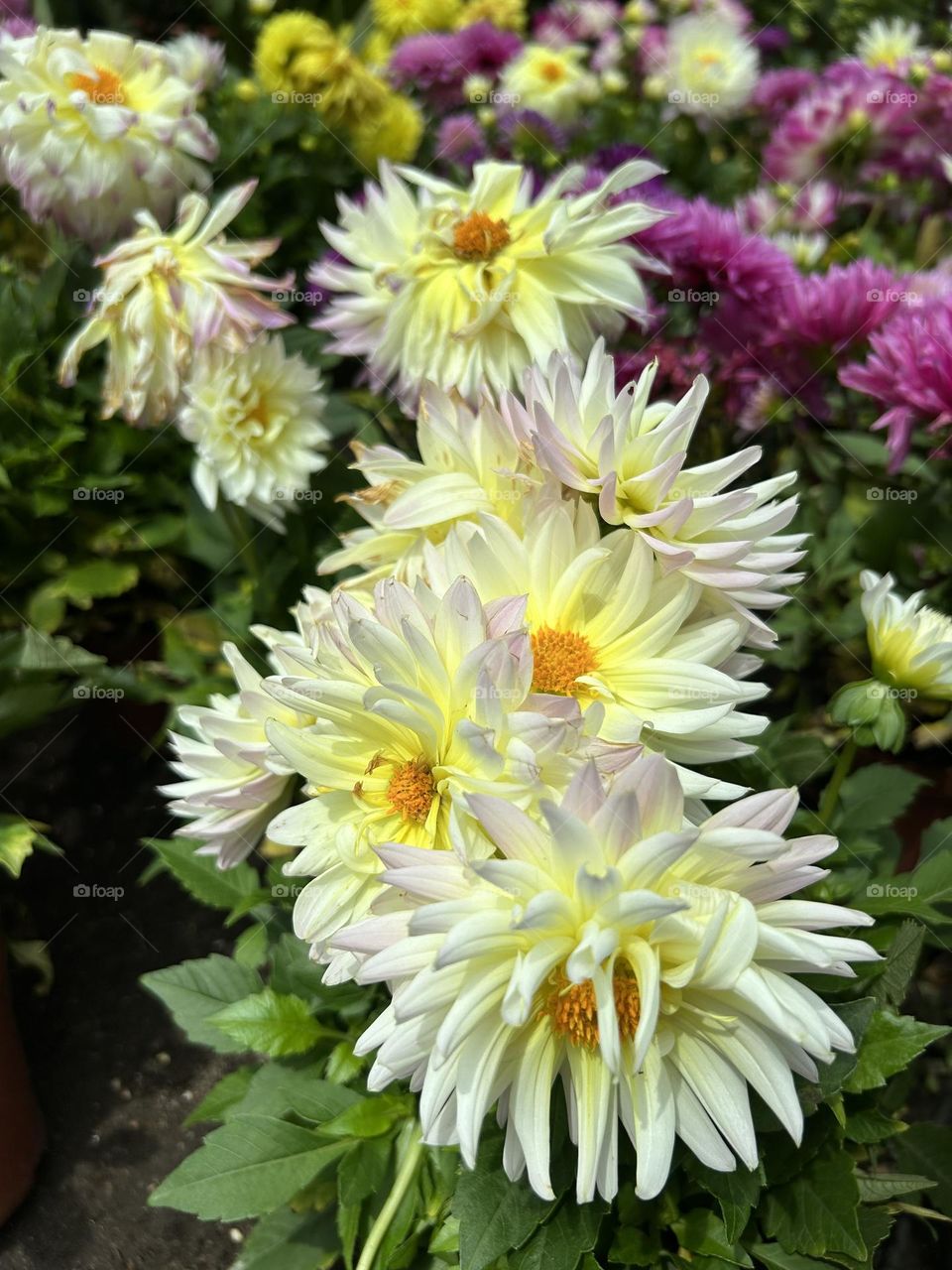 Chrysanthemum Diva
