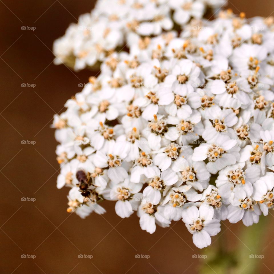 A small and delicate insect lands on the edge of a blooming flower bush at sunset 
