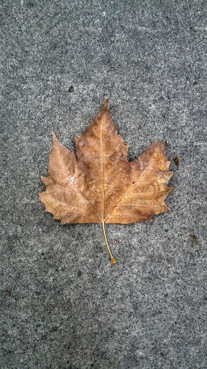 leaf