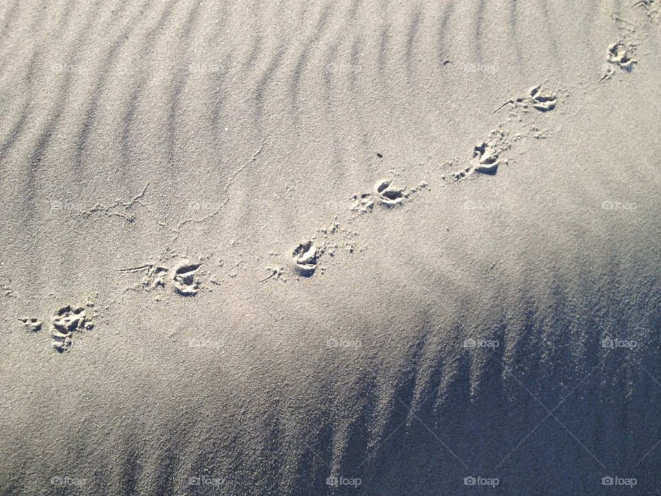Tracks on the Dune